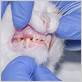 gingivitis gum disease cats