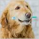 golden retriever electric toothbrush