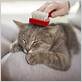 grooming cat with toothbrush