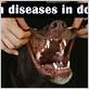 gum disease cough dogs