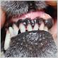 gum disease dog cyst