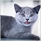gum disease in british shorthair cats