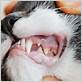 gum disease in cats pictures