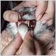 gum disease in cats stinoma