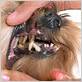 gum disease in dachshunds