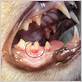 gum disease in dogs blood stream