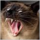 gum disease in siamese cats