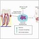 gum disease stem cell research