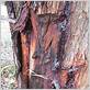 gum tree diseases australia