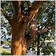 gum tree diseases nsw