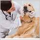 holistic essential oil treatment for canine gum disease