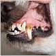 how can you tell if a dog has gum disease