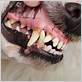 how can you tell if your dog has gum disease