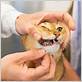 how common is gum disease in cats