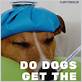 how do dogs get the flu