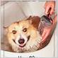 how often should u bathe a dog