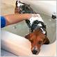 how to bathe a dog in a shower