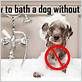 how to bathe a dog without water