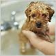 how to bathe a puppy dog