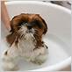 how to bathe dog without water