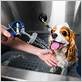 how to bathe your dog