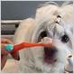 how to clean dog toothbrush