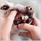 how to clean dogs teeth from gum disease