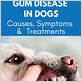 how to get rid of gum disease in dogs naturally