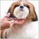 how to groom a dogs face