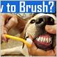 how to introduce toothbrush to dog