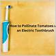 how to pollinate tomatoes with an electric toothbrush