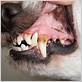 how to prevent gum disease in dogs