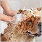 how to properly wash a dog