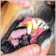 how to spot gum disease in dogs