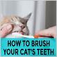 how to toothbrush a cat