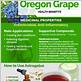 how to use oregon grape root for gum disease