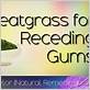 how to use wheatgrass for gum disease