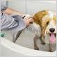 how to wash a dog at home