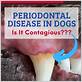 is gum disease contagious in dogs