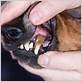 italian greyhound gum disease
