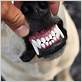 laser treatments for gum disease dogs michigan