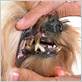 loose teeth gum disease yorkshire terriors loosening teeth
