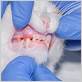 los gatos treatment of gum disease