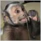 monkey dental floss