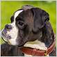 name of gum disease boxer breed dogs get
