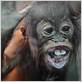 orangutan dental movie flossing