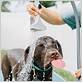 outdoor bath for dogs