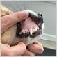 pale gums dog heart disease