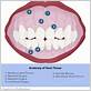 parts of gums