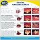 periodontal disease cat gum color chart